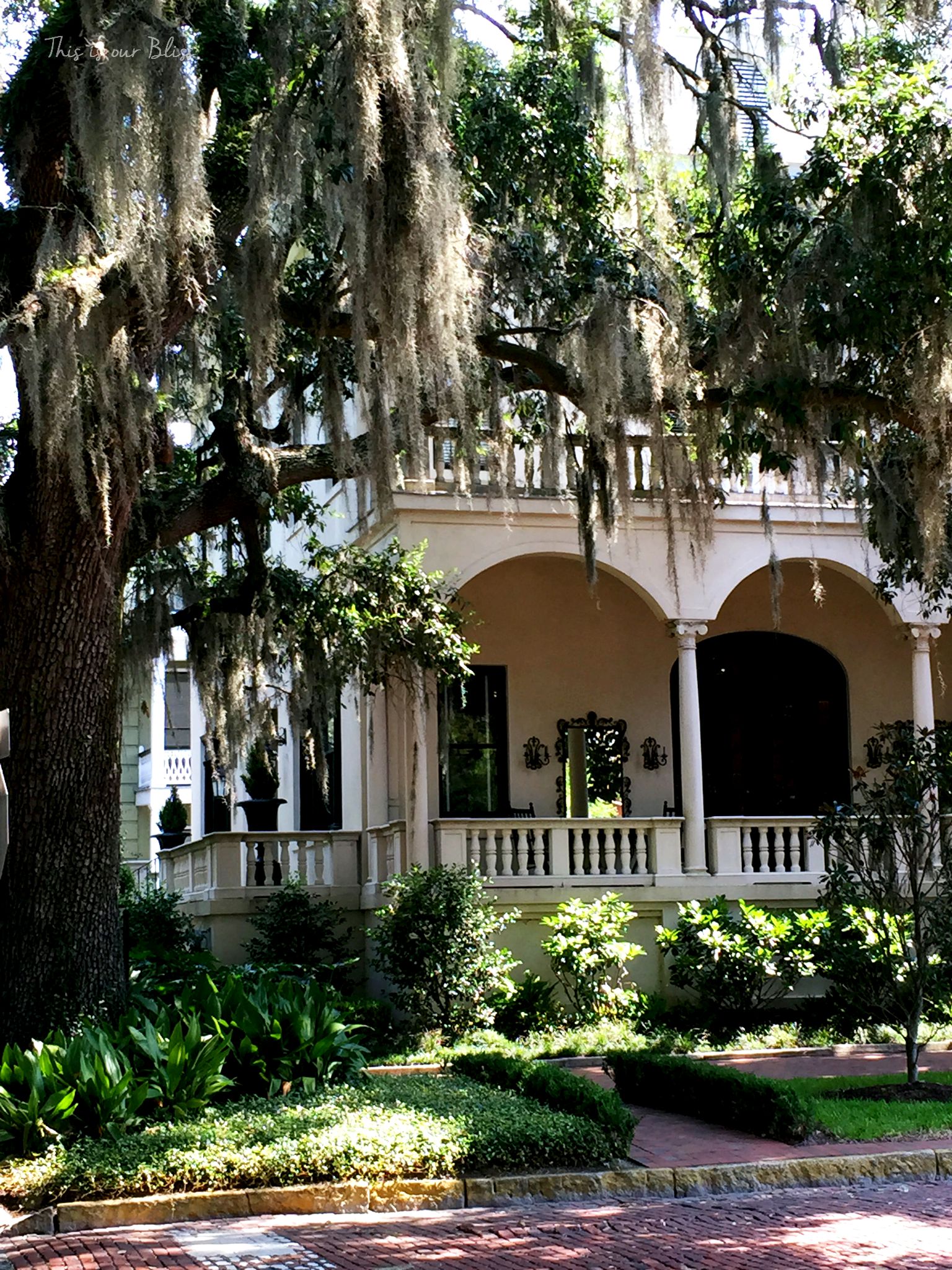 old home and tree - Savannah - historic district - this is our Bliss