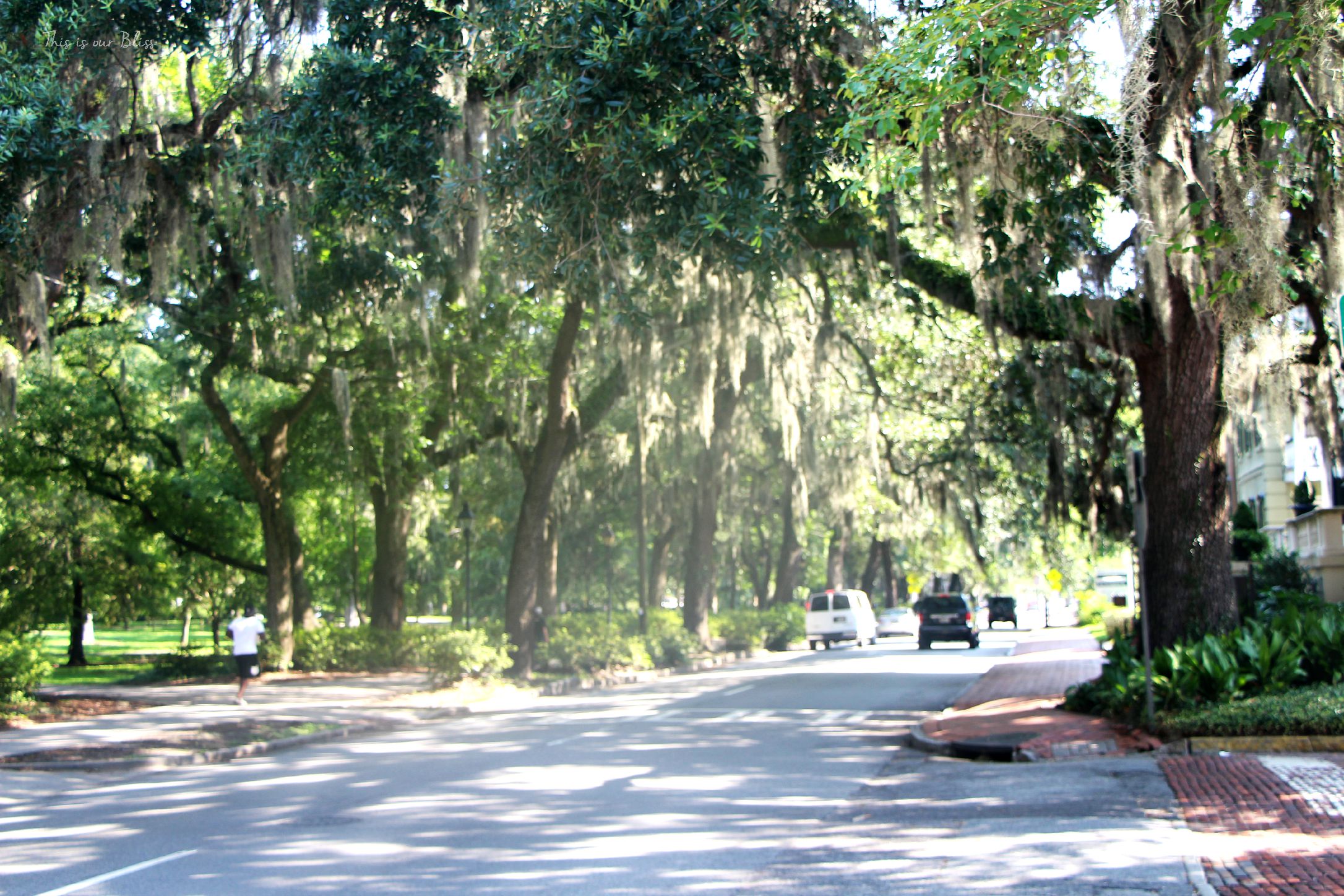 old trees Savannah GA - This is our Bliss